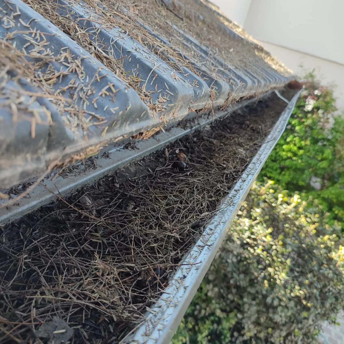 Antes: Canaleta tapada de pinocha y tierra, en una casa con árboles altos alrededor.