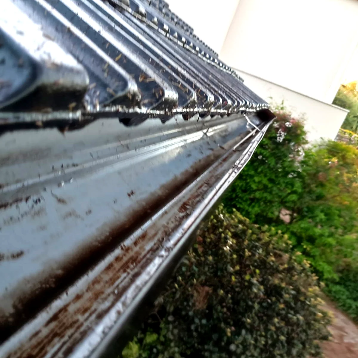 Después: Canaleta tapada de pinocha y tierra, en una casa con árboles altos alrededor.